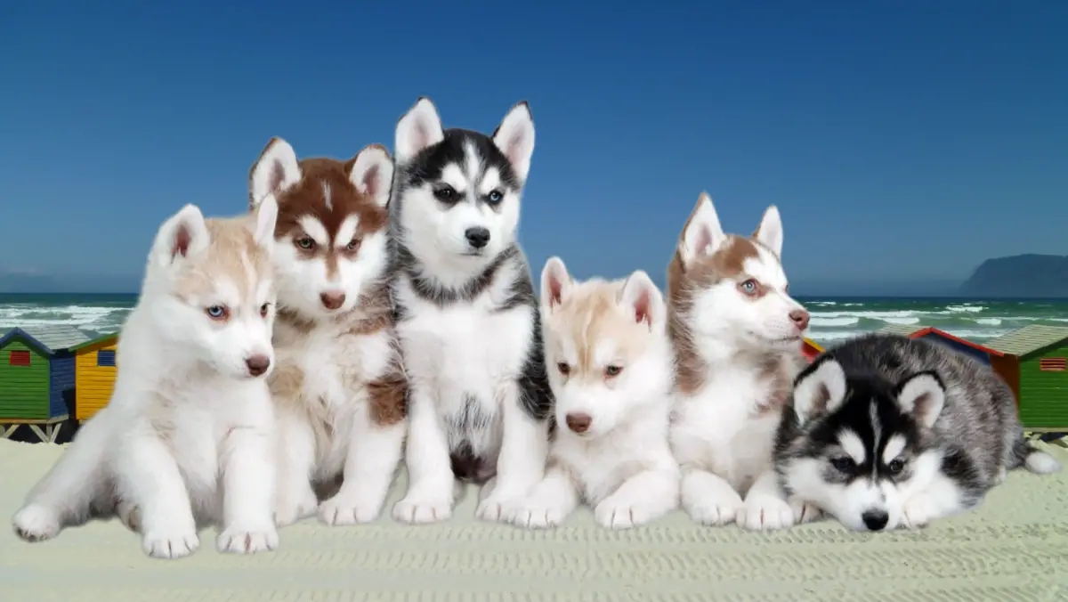 8 Most Beautiful Dog Breeds