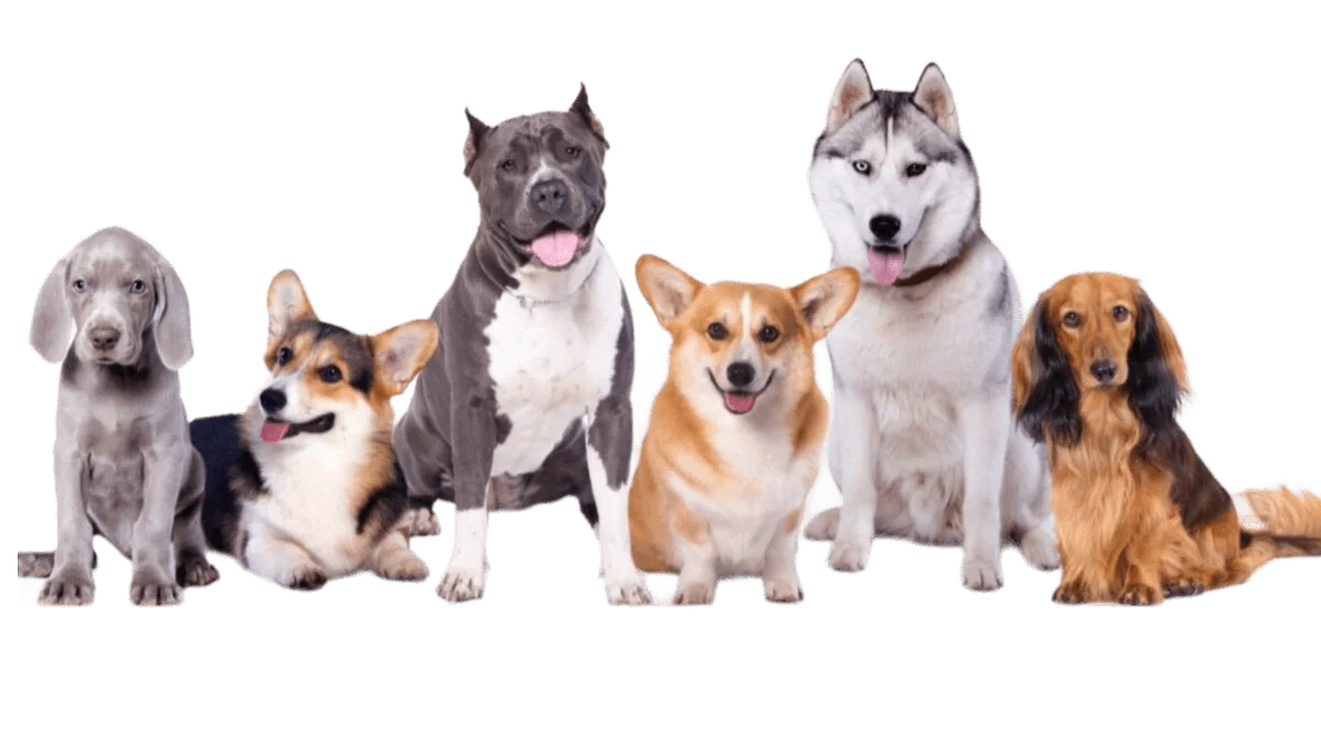 Top 5 Popular Family Dogs Breeds In Pakistan