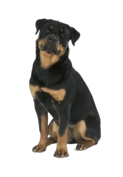 Rottweiler Dog Price in Pakistan 2024