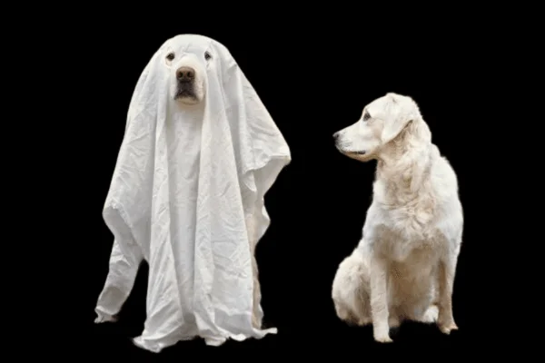 Can Dogs See Ghosts & Sense Spirits? Find Out Now