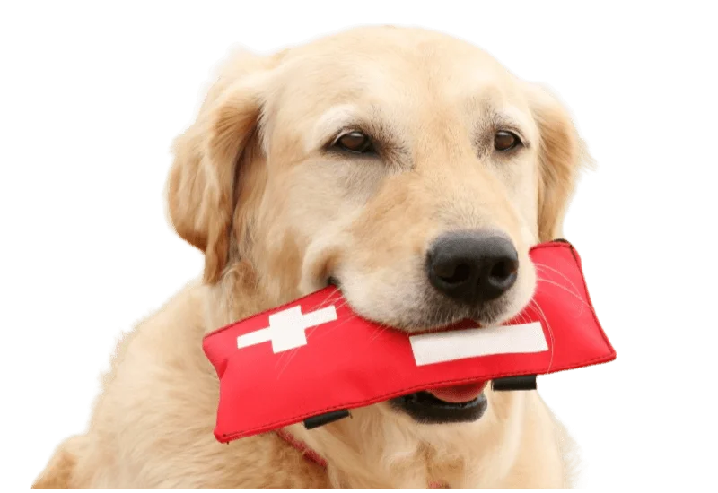 Essential Items for Your Pet First-Aid Kit