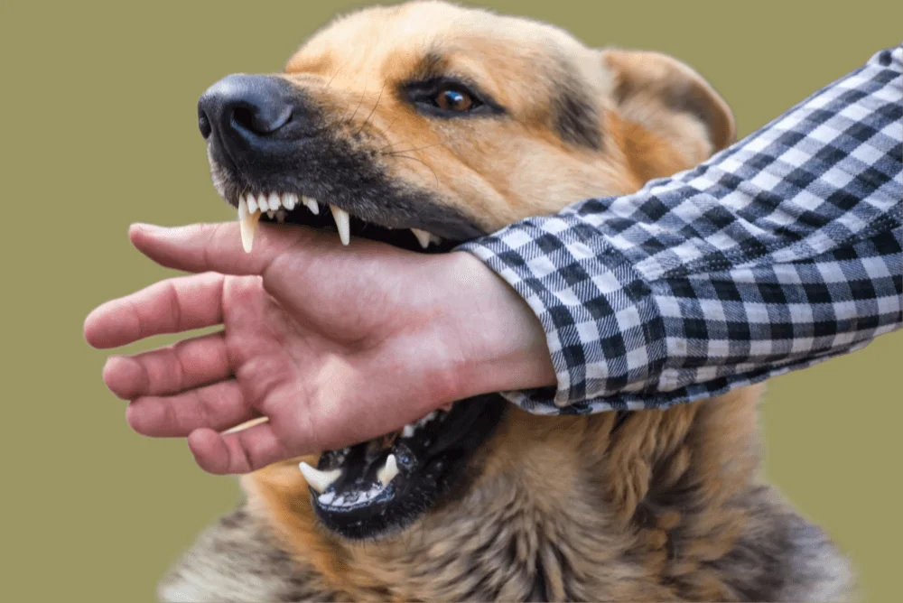 Treating and Preventing Pet Bites: Safety Tips