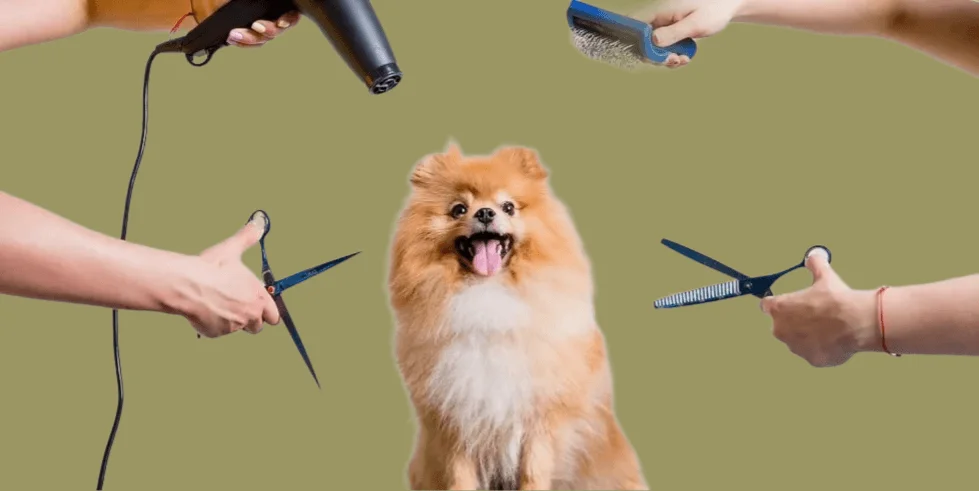 Finding the Best Dog Groomer for Your Pet