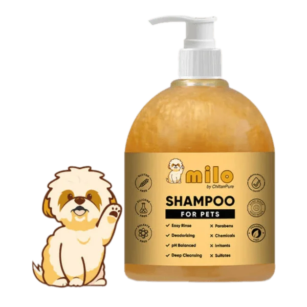 Dog Shampoo: Everything You Should Know