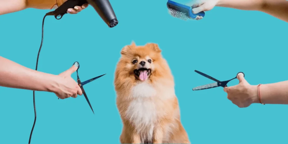 How to Find a Trustworthy Dog Groomer Near You