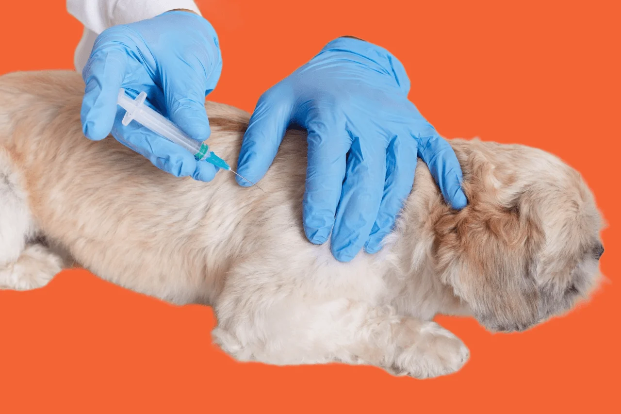 Dog Vaccinations 101: Protecting Your Pet’s Health